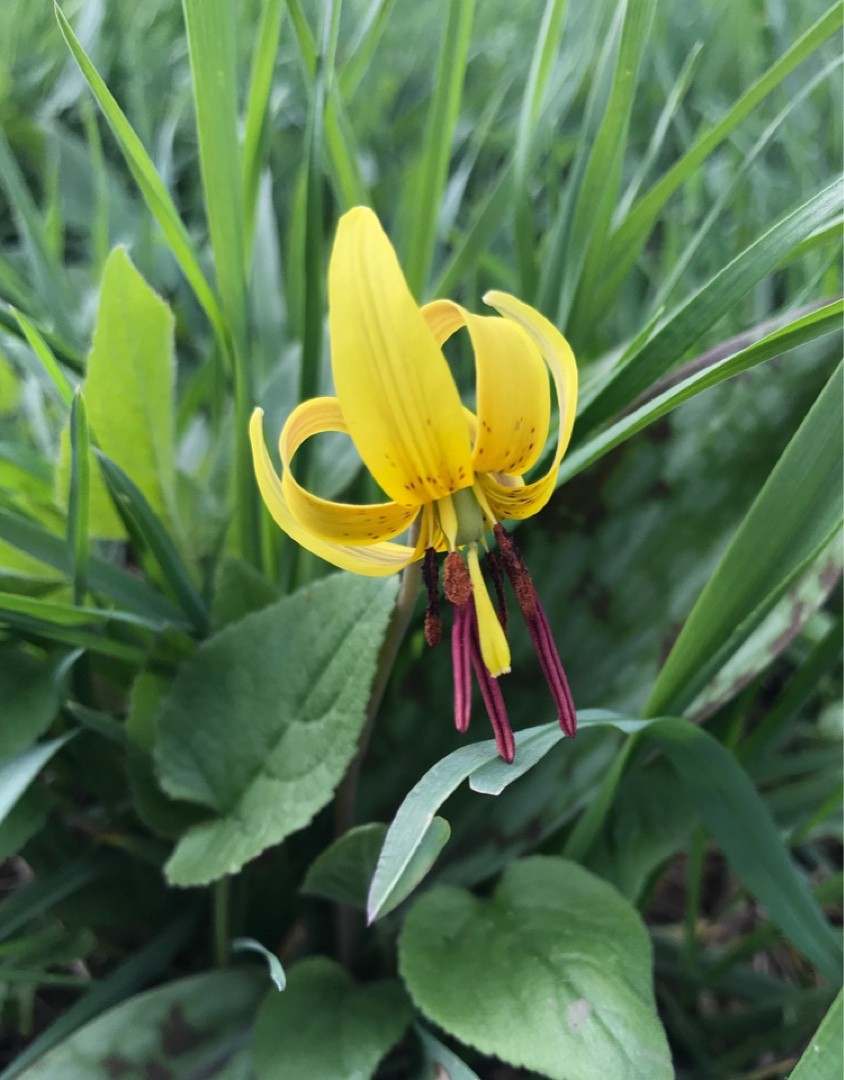 Dimpled troutlily (Erythronium umbilicatum) Flower, Leaf, Uses ...