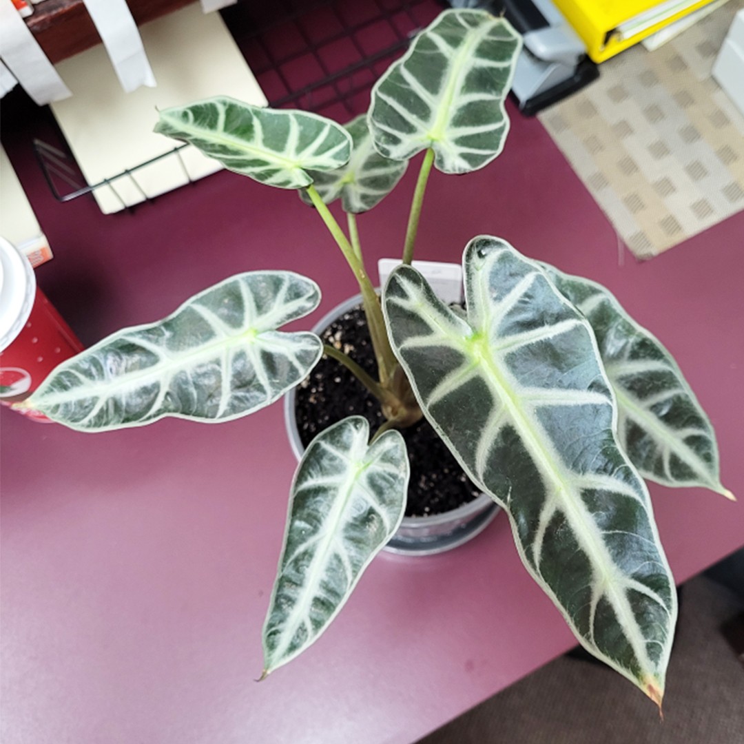 alocasia amazonica plant 6" Alocasia Amazonica ?Polly? (African Mask Plant) - Striking tropical foliage with bold contrast