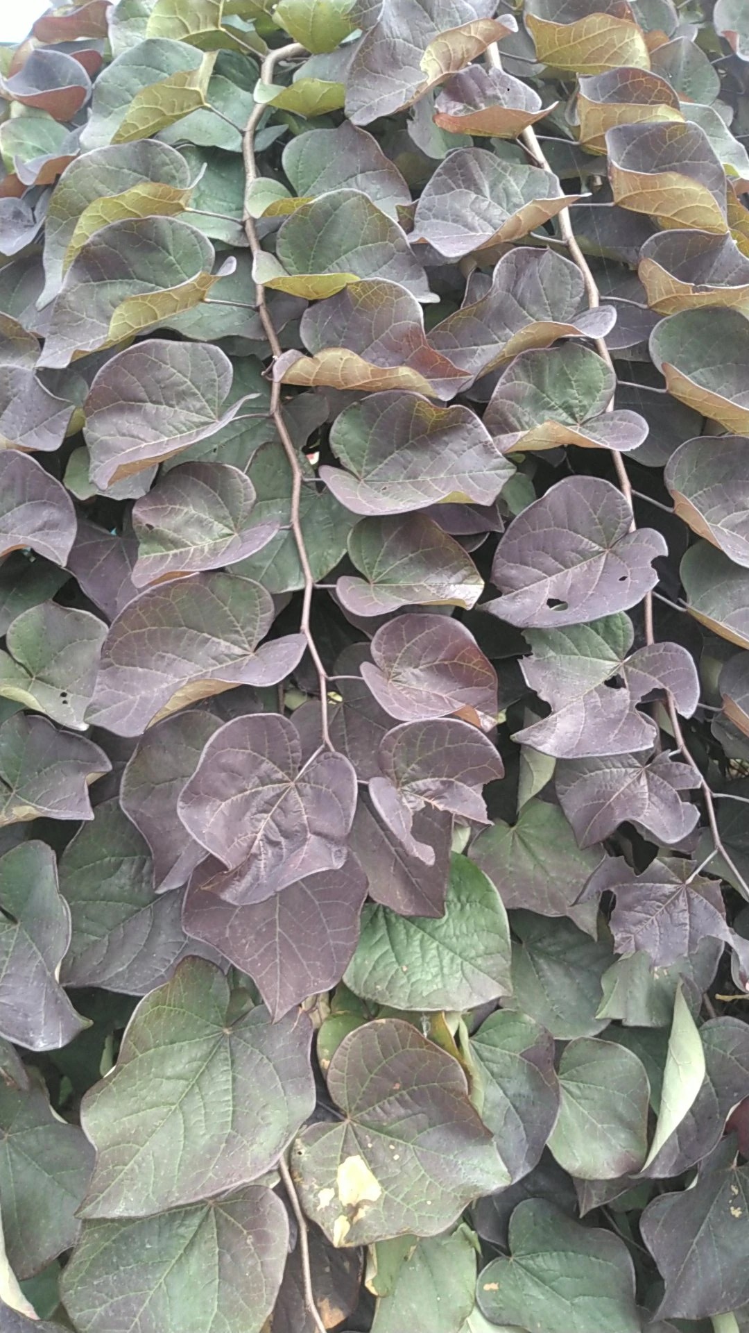 アメリカハナズオウ・ルビーフォールズの判定方法 (Cercis canadensis