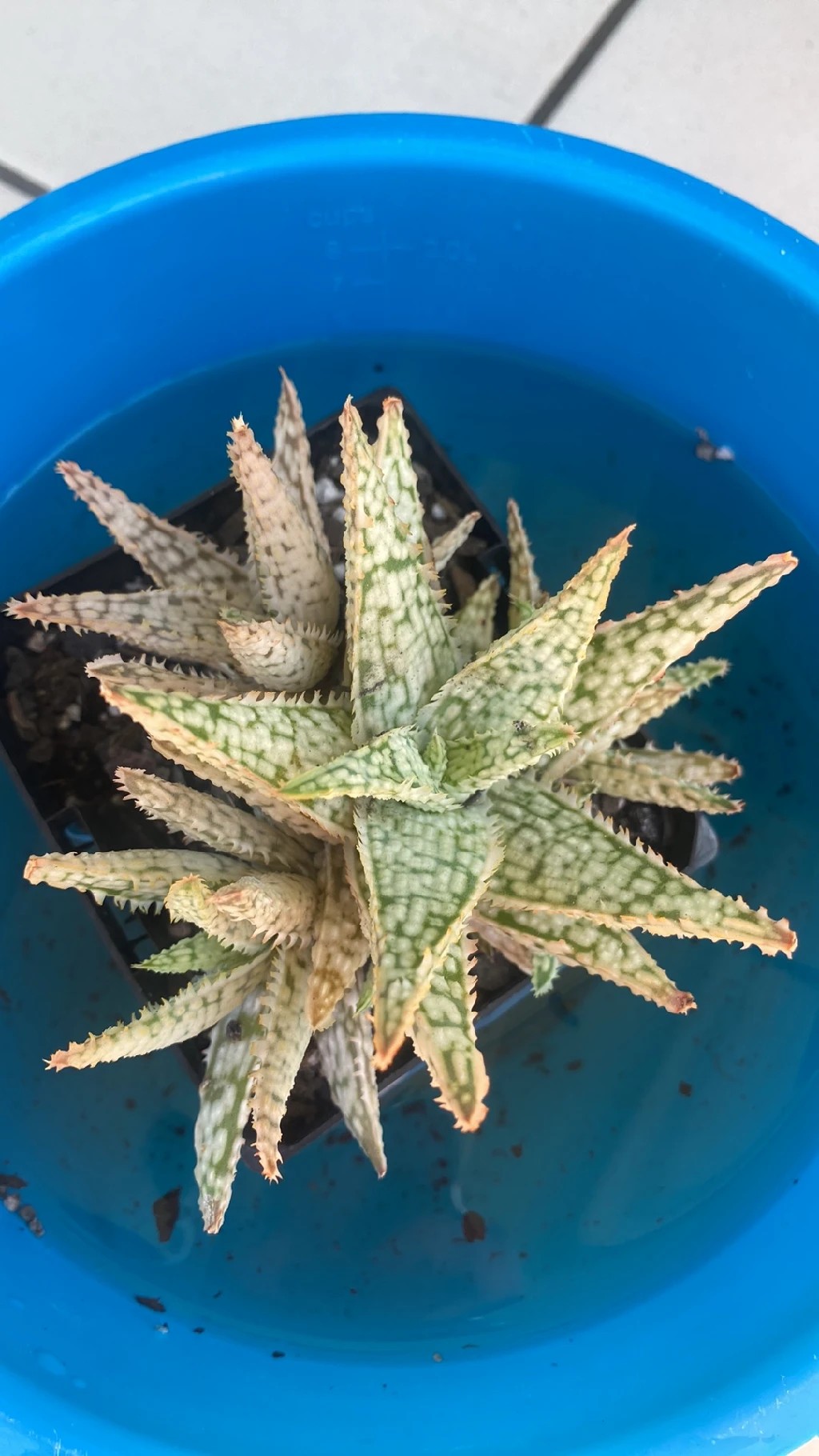 How to Grow and Care for Aloe 'Snowstorm'