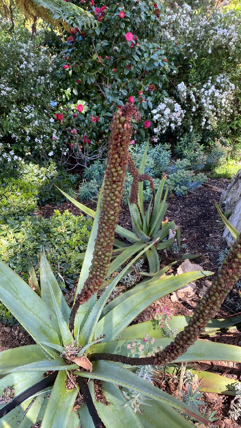 How to Grow and Care for Aloe speciosa