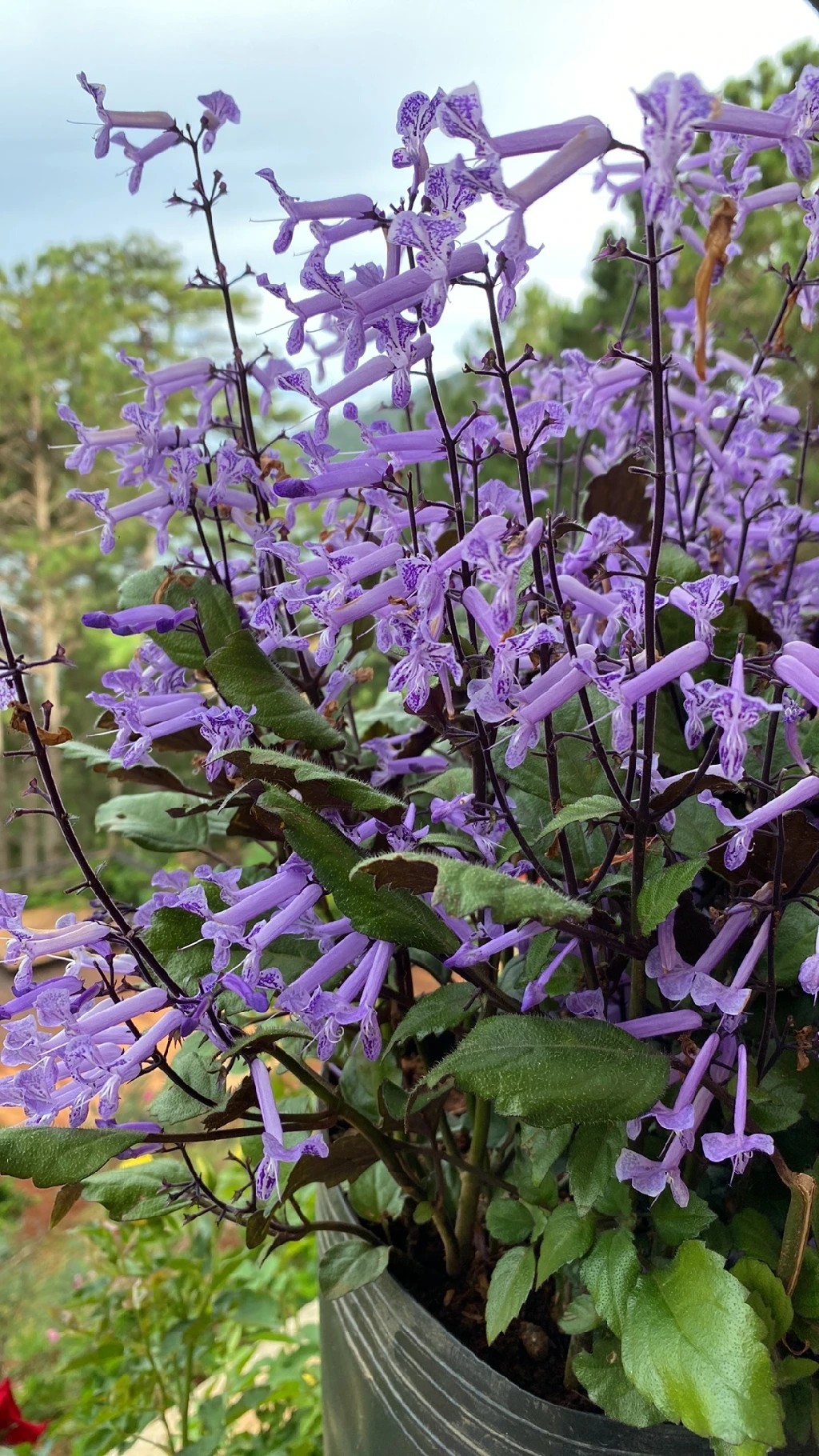 How to Grow and Care for Mona Lavender