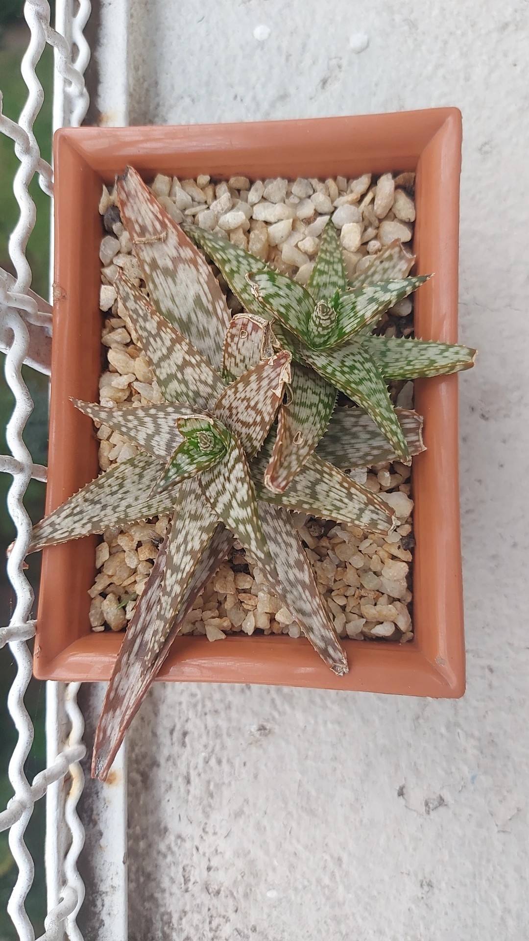 How to Grow and Care for Aloe 'Snowstorm'