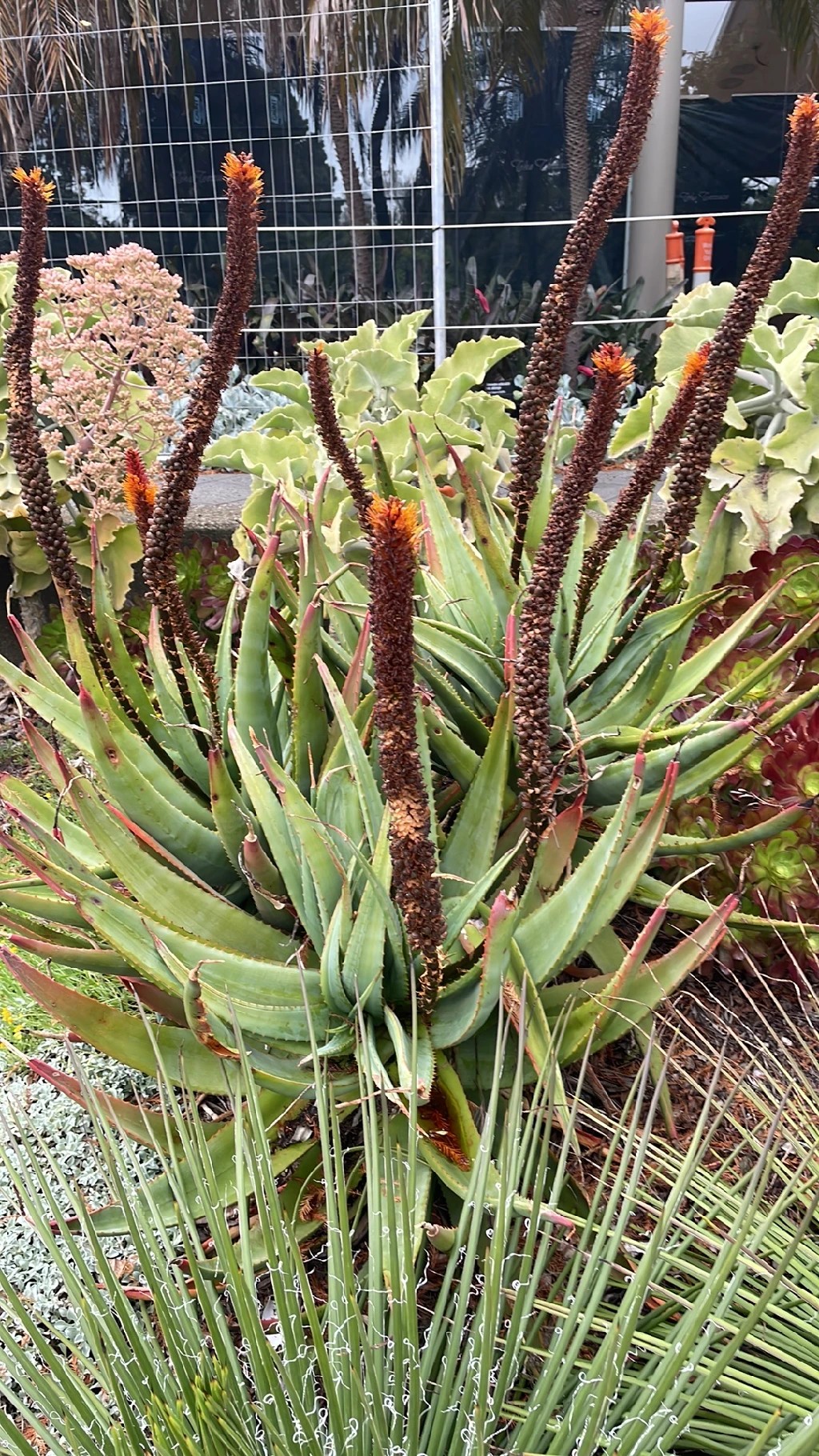 aloe vera kur erfahrungen PROFI PACKAGE main image 0
