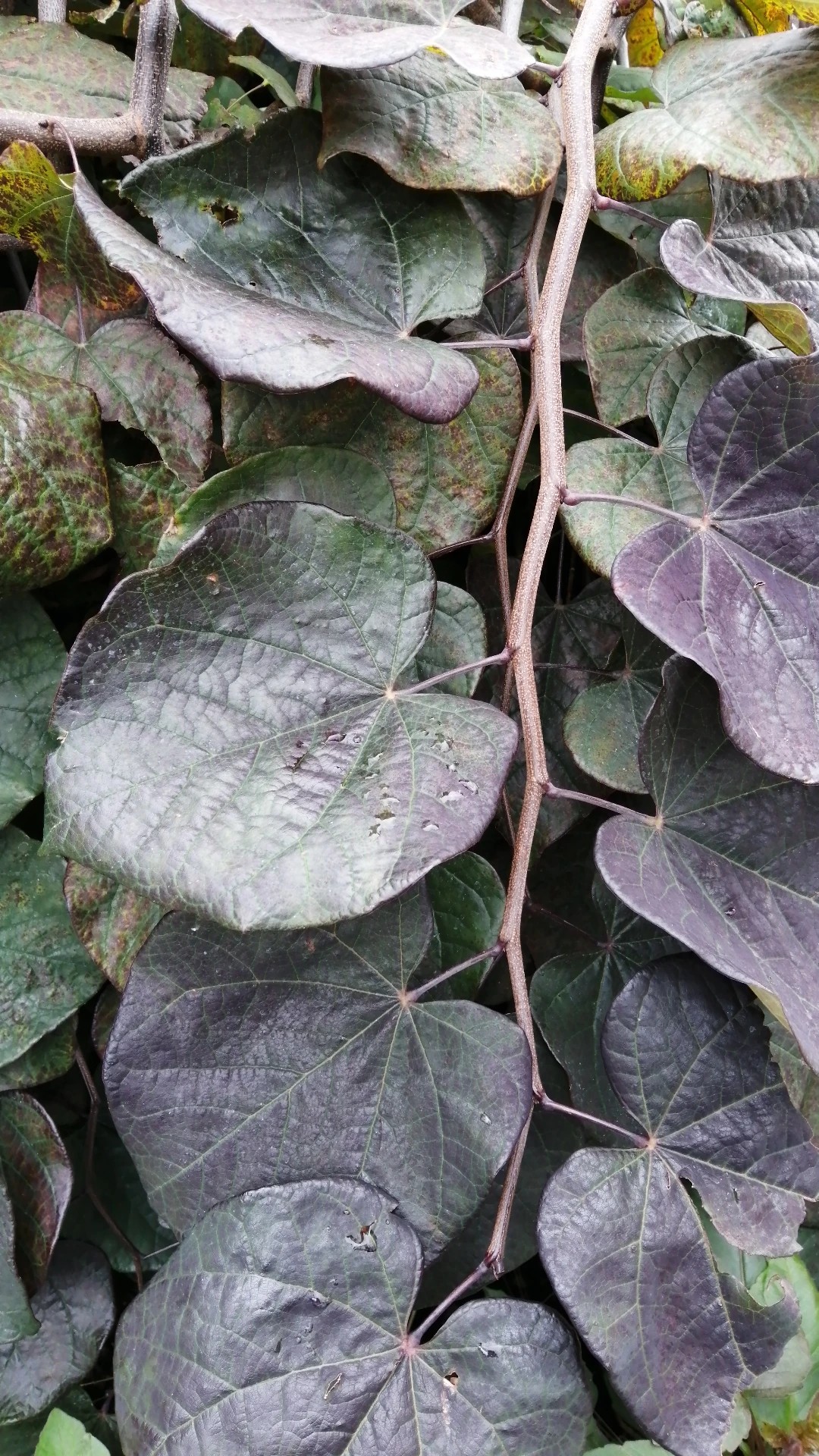 アメリカハナズオウ・ルビーフォールズの判定方法 (Cercis canadensis