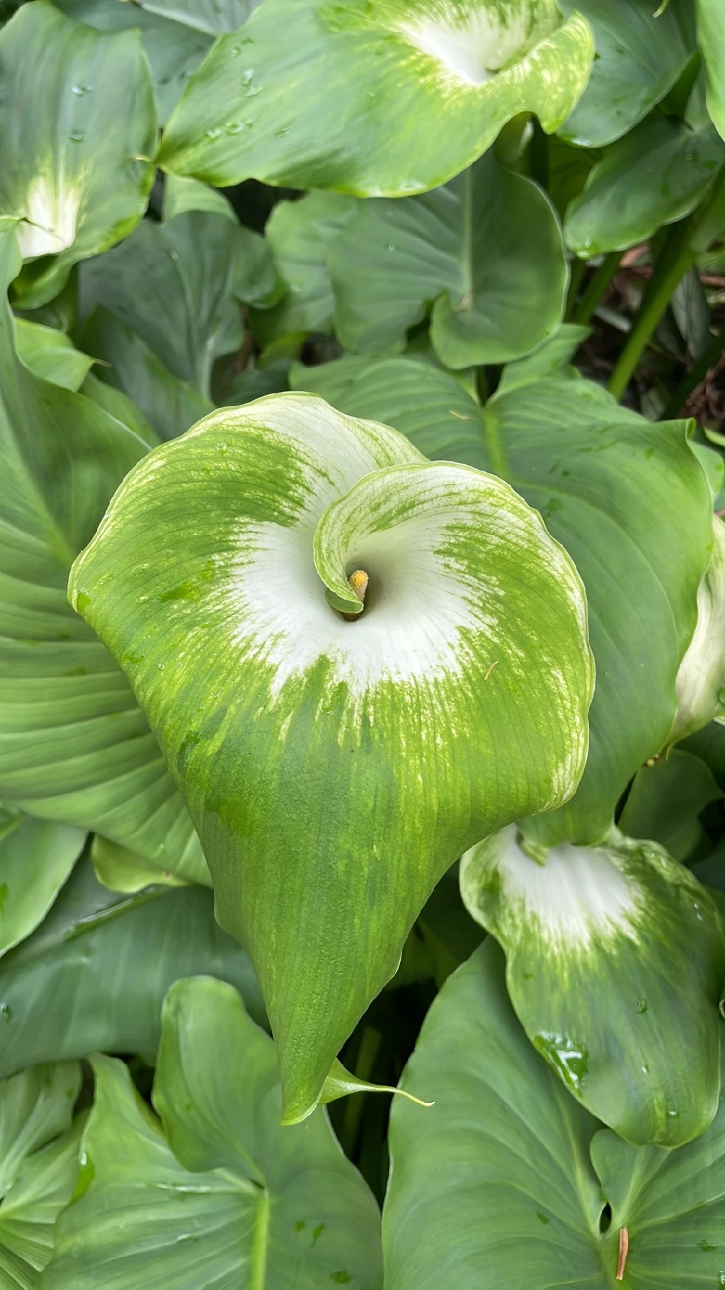 How to Grow and Care for Calla lily 'Green Goddess'