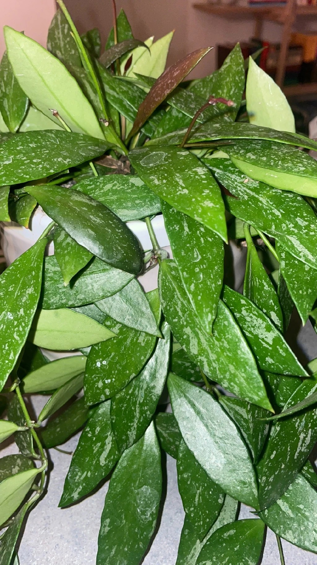 ホヤ・プビカリクスの判定方法 (Hoya pubicalyx)