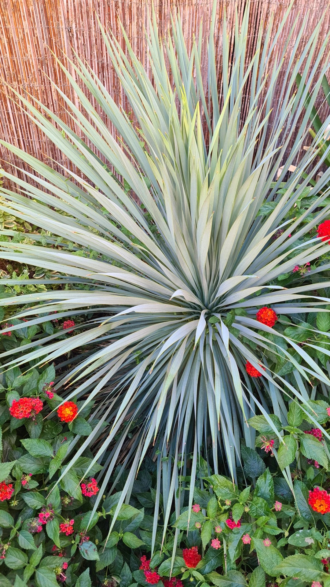 ユッカ・ロストラータの判定方法 (Yucca rostrata)