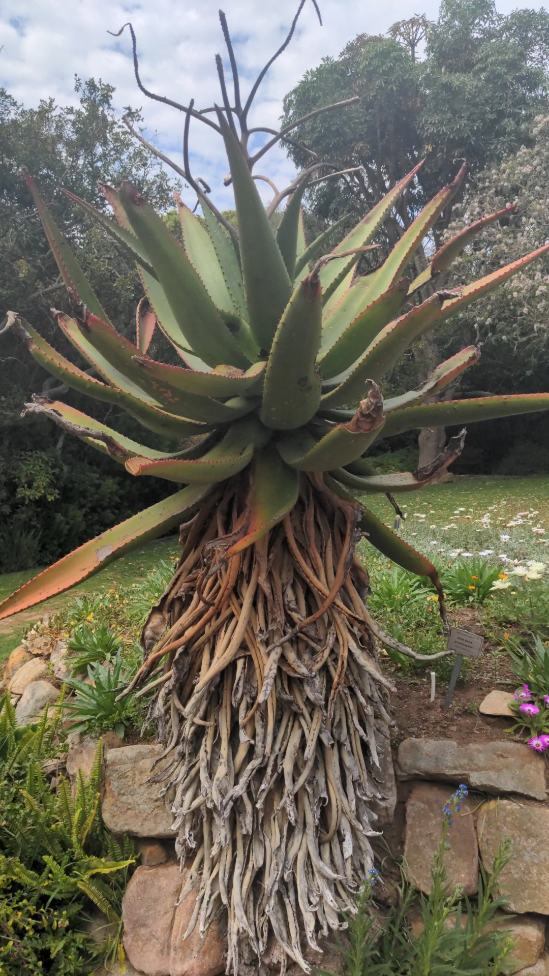 blaue aloe vera Curaloe Pure Aloe Vera Seifenstück – natürlicher Reiniger für alle Hauttypen main image 0