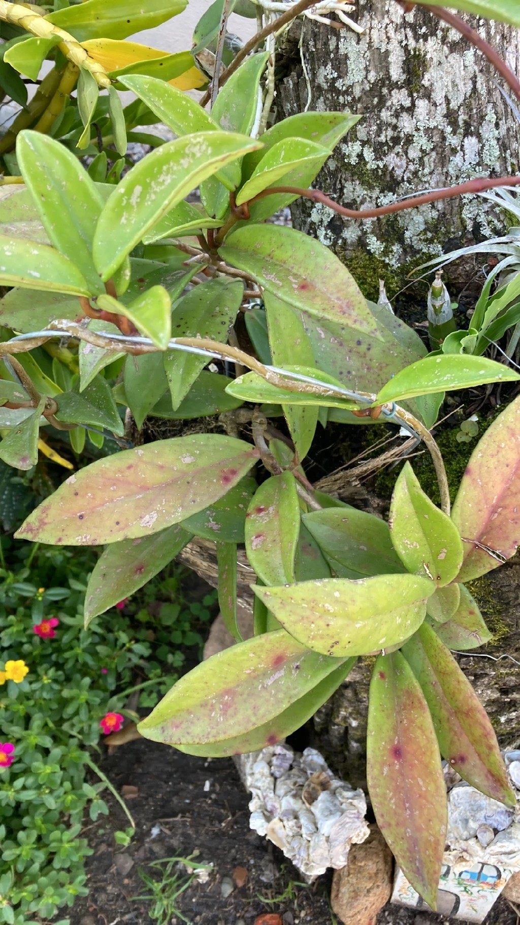 ホヤ・プビカリクスの判定方法 (Hoya pubicalyx)