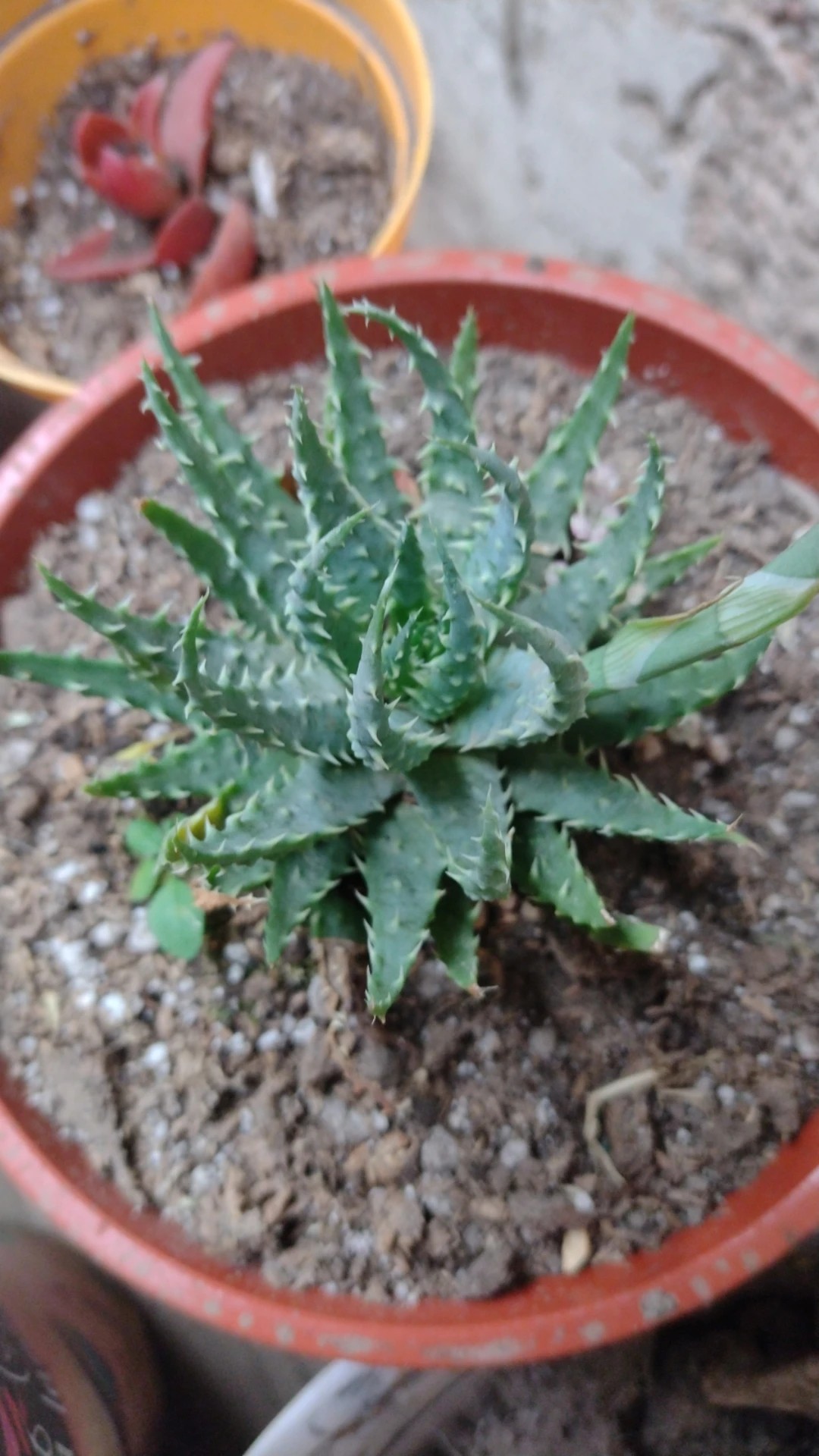 How to Grow and Care for Spider aloe
