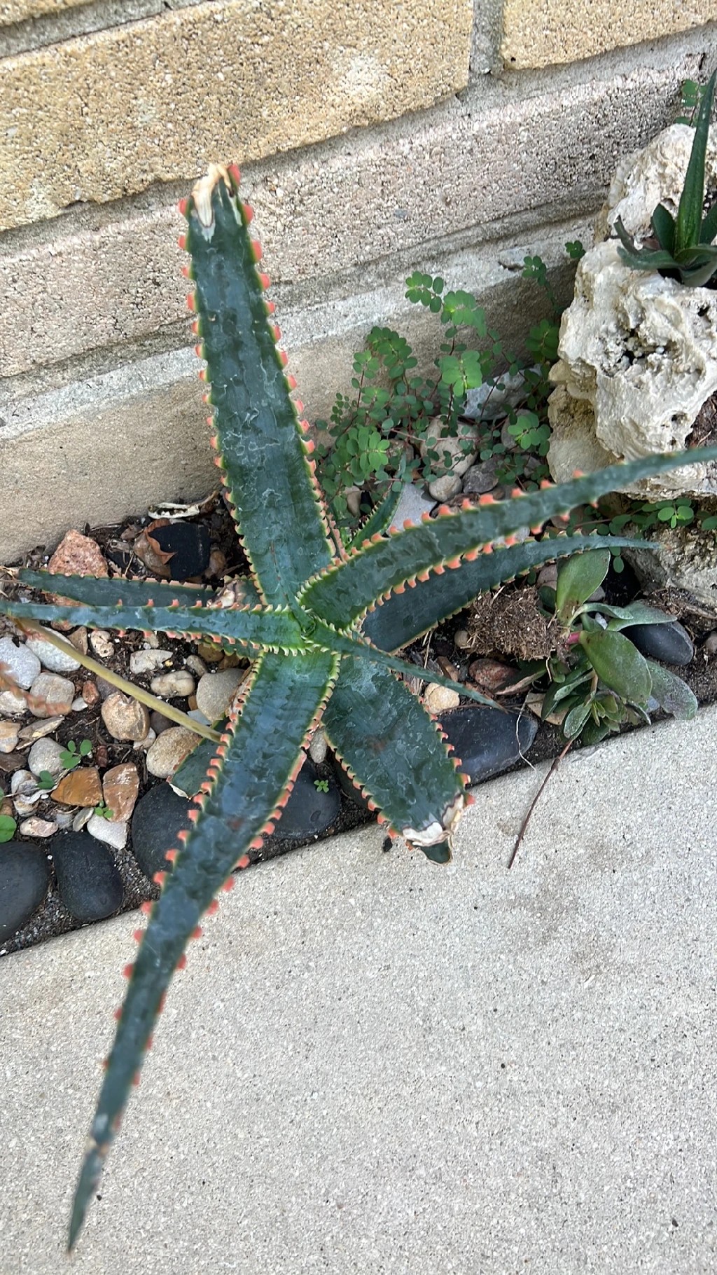 aloe vera oel Beauty Aloe Vera l Pflege fr Haut und Haar kaufen