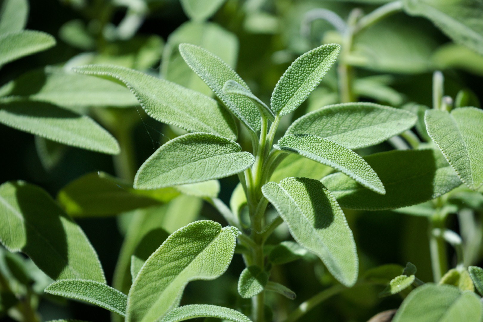 Cómo Cultivar Salvia Blanca  Cultivo de plantas, Fertilizante para  plantas, Jardineria y plantas