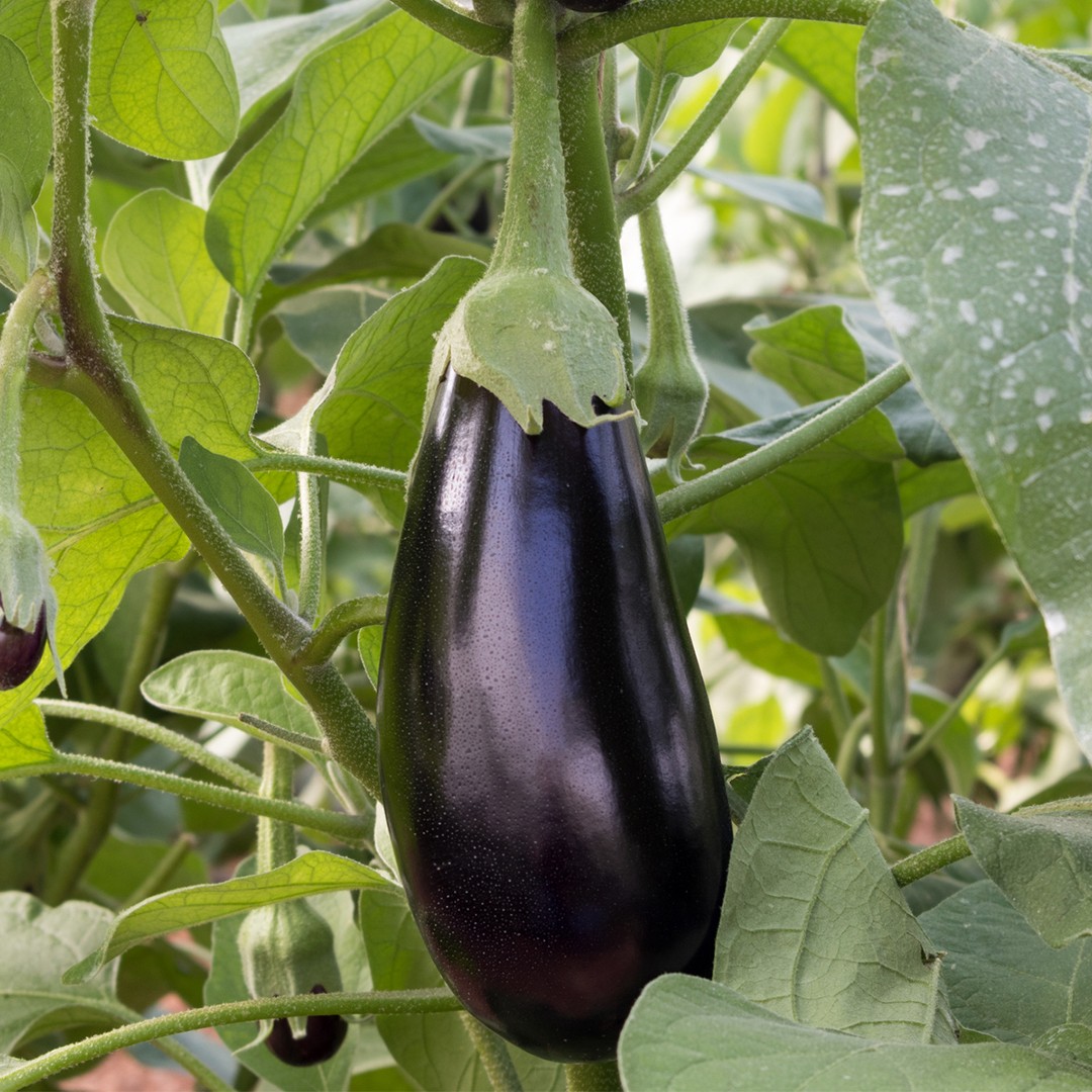 Solanum melongena - semillas de Berenjena - Wikifarmer