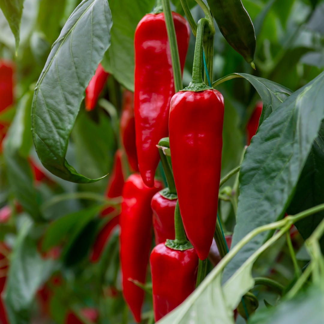 Graines de Piments - Les variétés les plus rares et plus fortes du