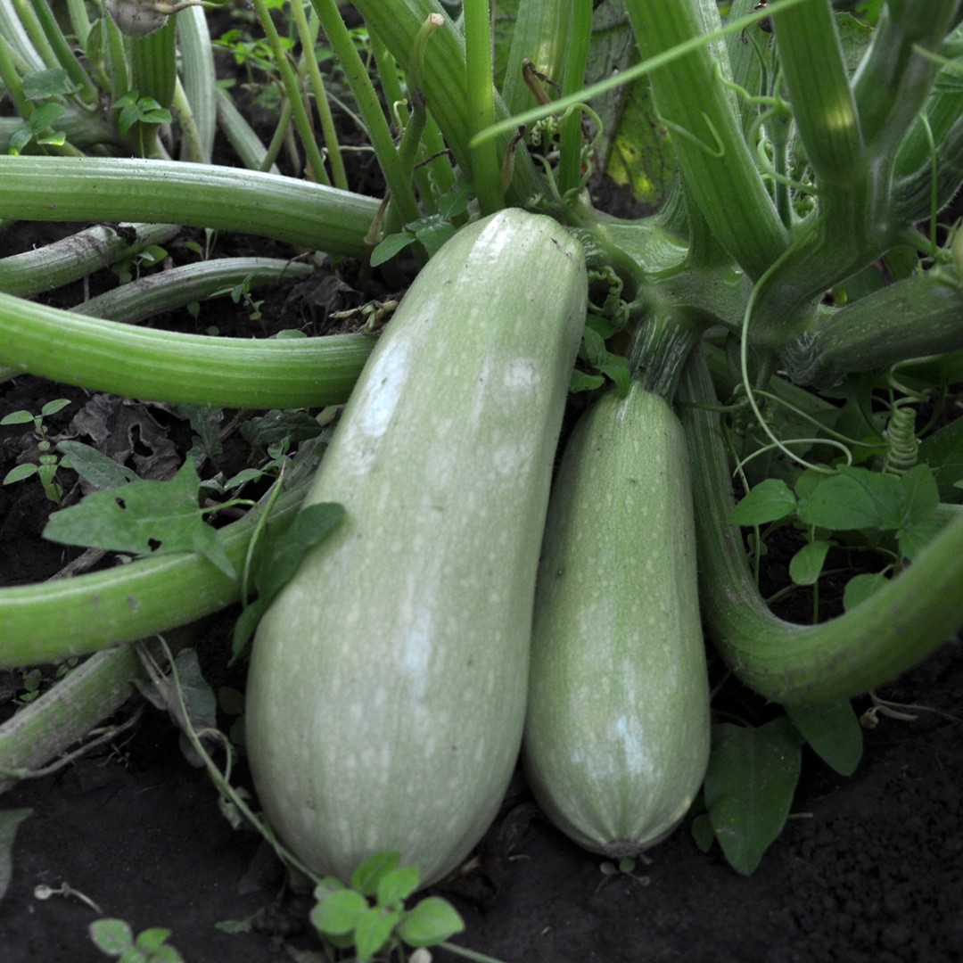 Jardinage : tout ce qu'il faut savoir sur la courgette