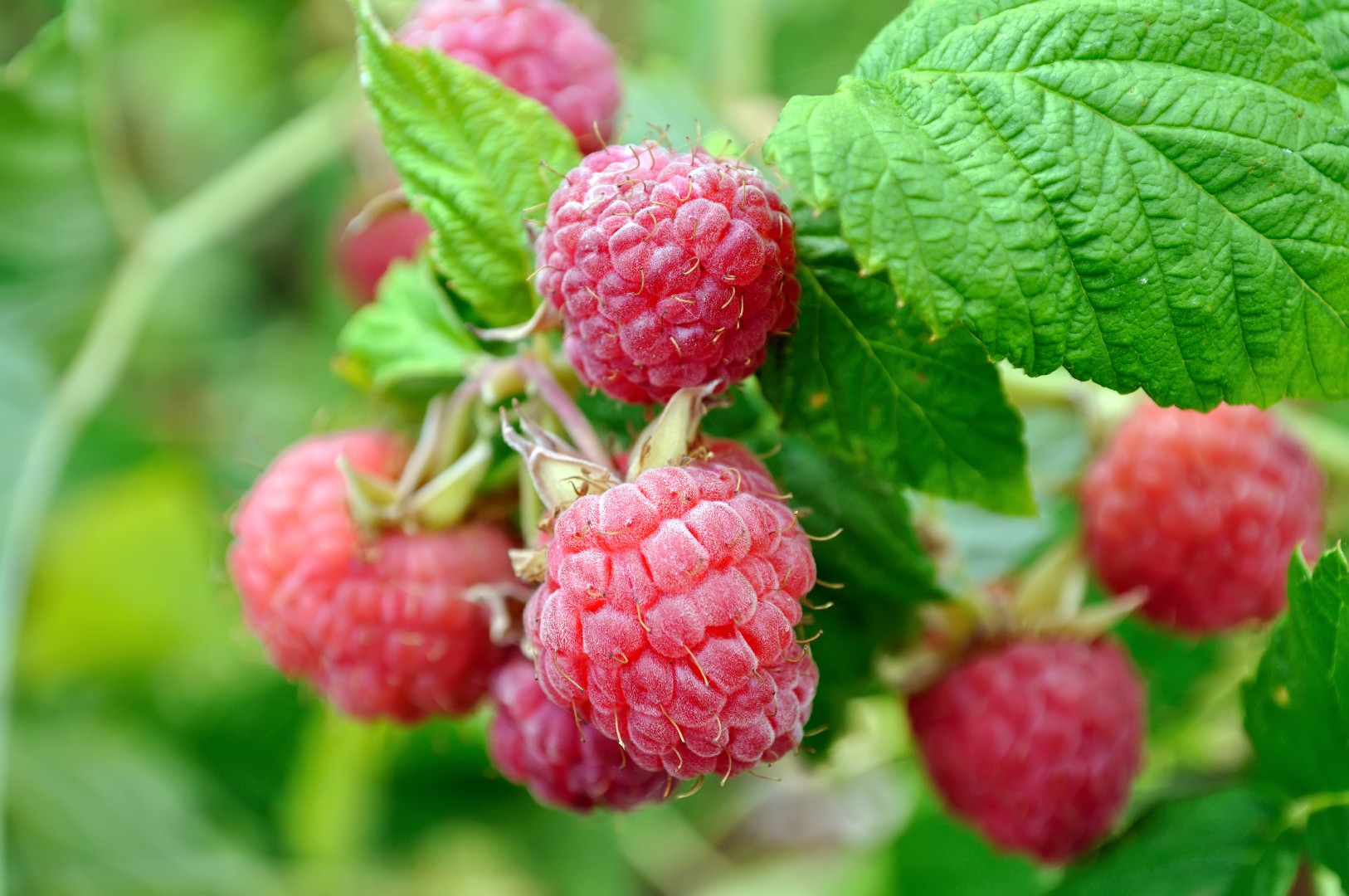 RASPBERRIES, Rubus idaeus—Kind, Culture, Care, and Comments — Bee Better  Naturally with Helen Yoest