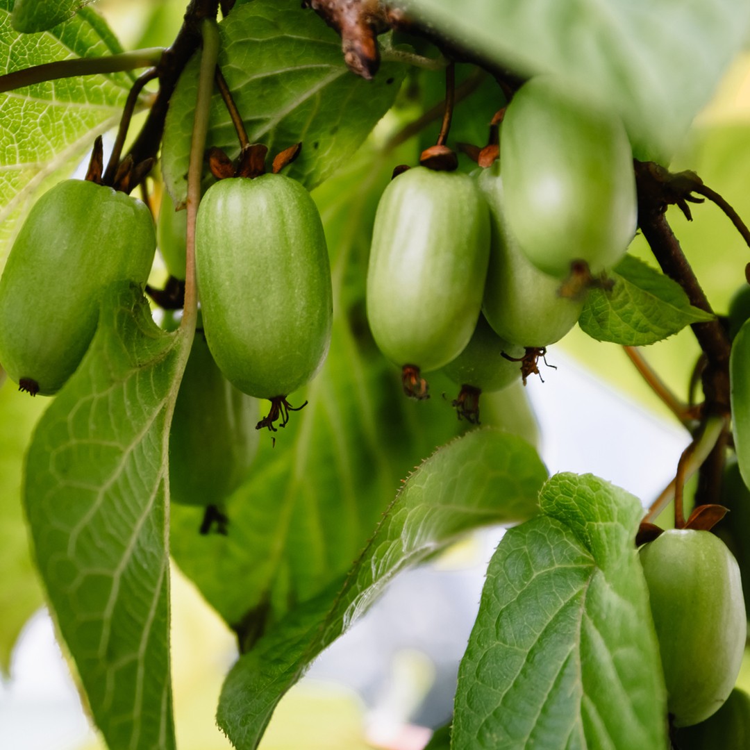 шпалера для актинидии коломикта. актинидия где. актинидия коломикта сорта. актинидия земляничная. актинидия где.