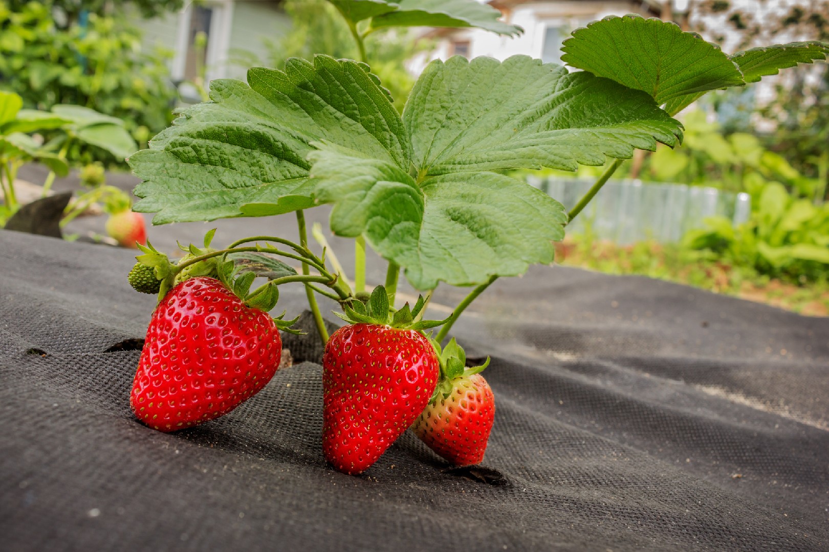 Причины деформации ягод земляники садовой