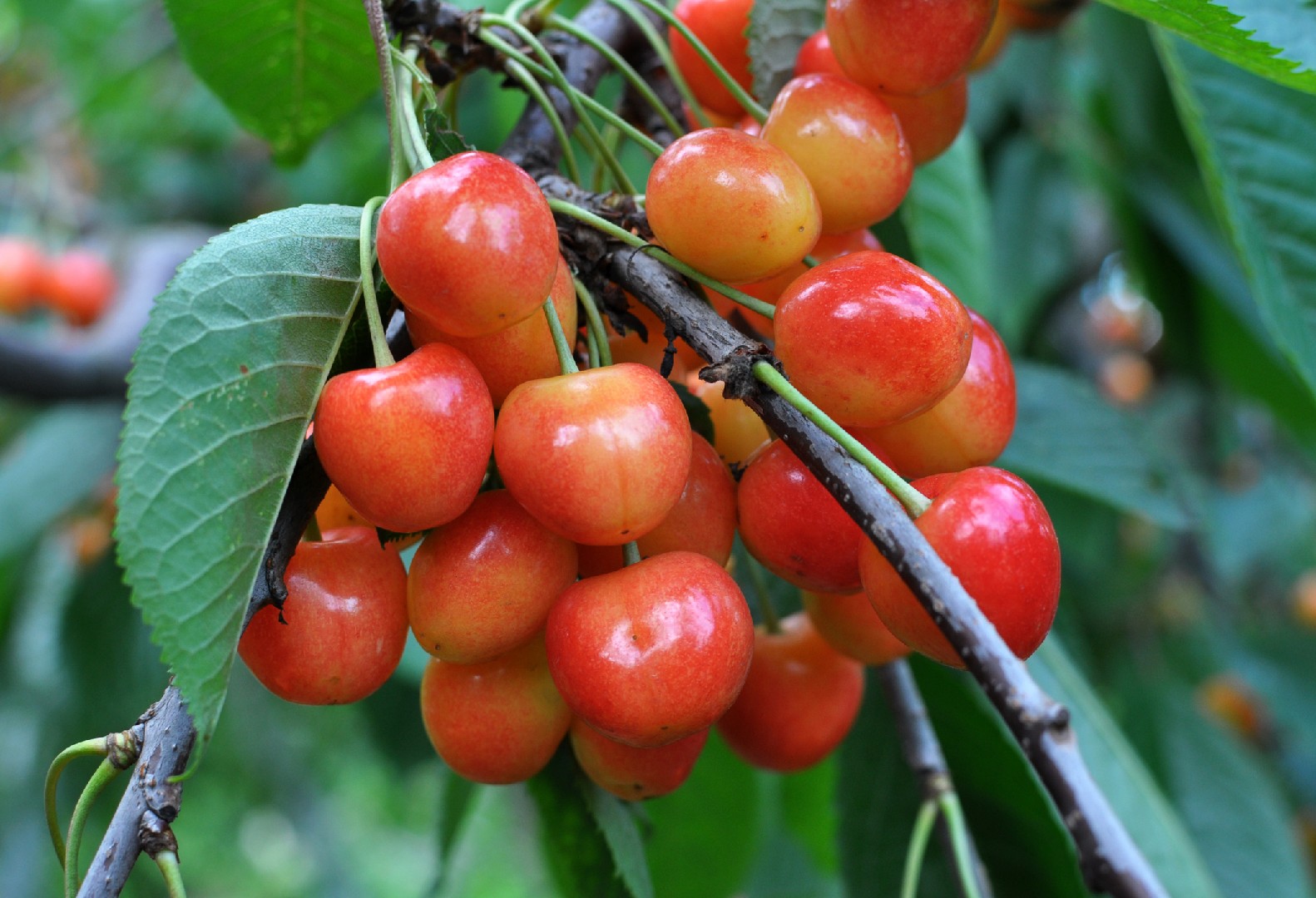 Prunus PictureThis Prunus PictureThis