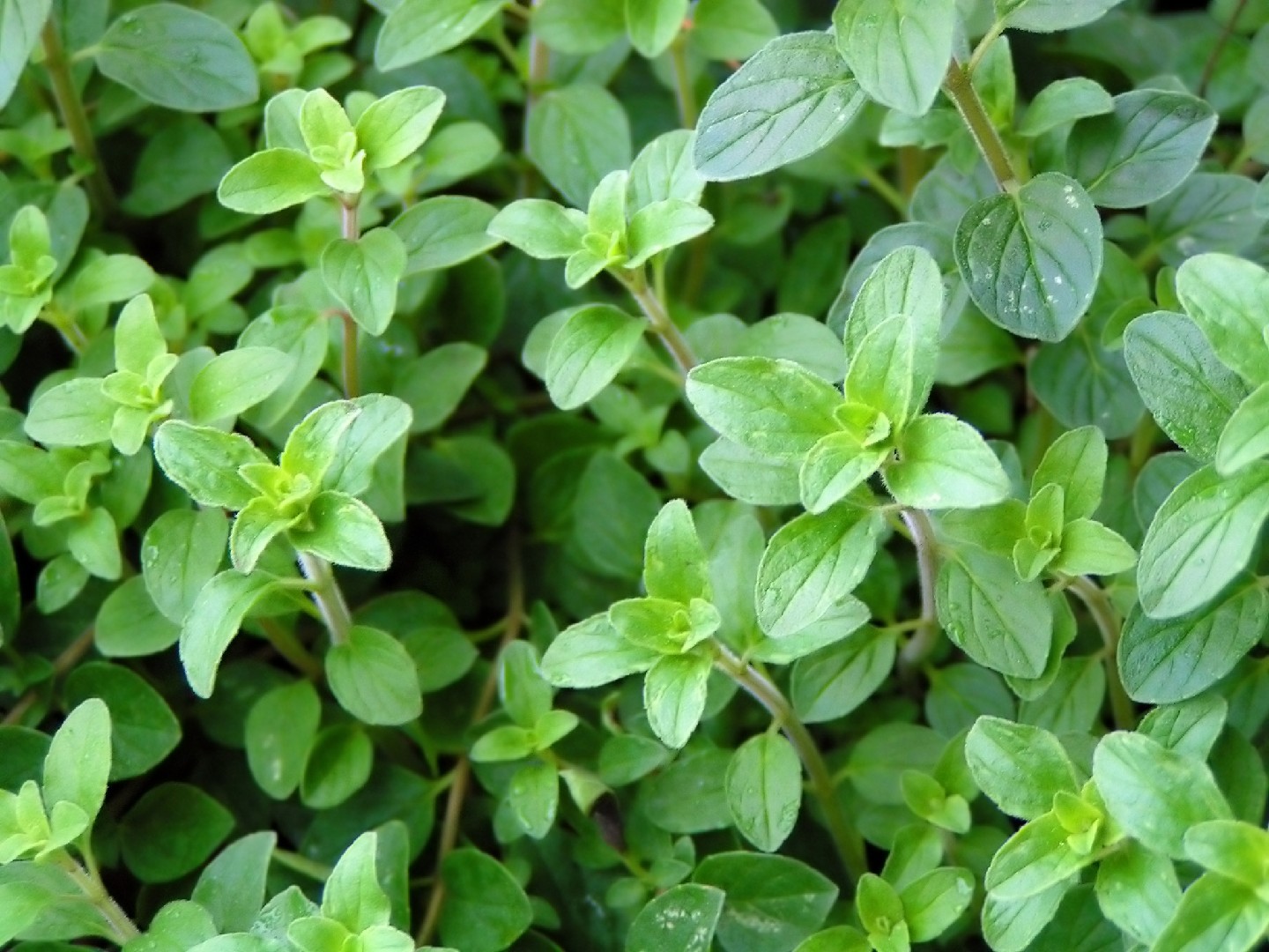 Photo de stock plante d'origan d'en-haut, isolée sur blanc 27435595