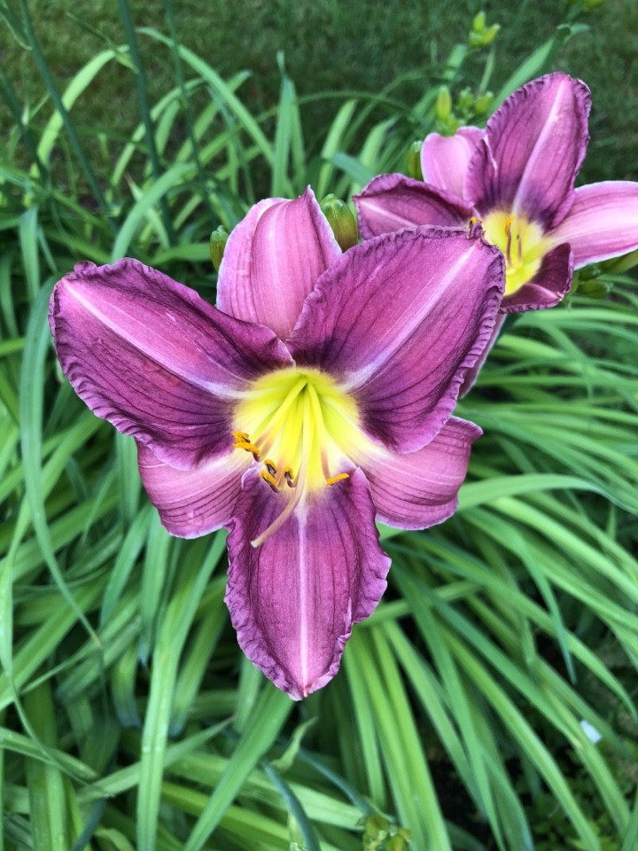 Hemerocallis Prairie Blue Eyes 花言葉 学名 よくある質問 Picturethis Hemerocallis Prairie Blue Eyes 花言葉 学名 よくある質問 Picturethis