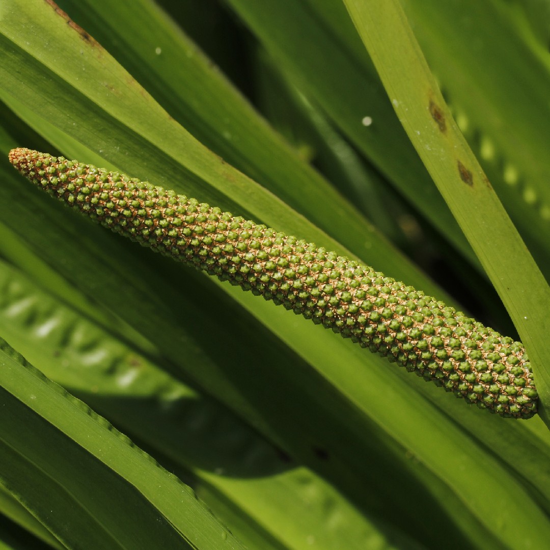 Kalmus (Acorus calamus) PictureThis