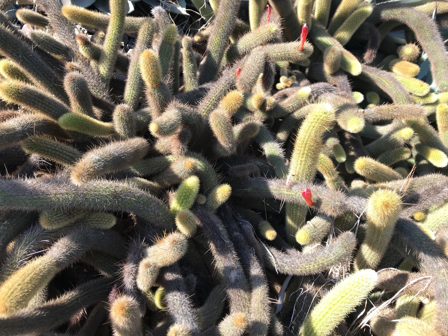 Bergerocactus Emoryi 花言葉 学名 よくある質問 Picturethis