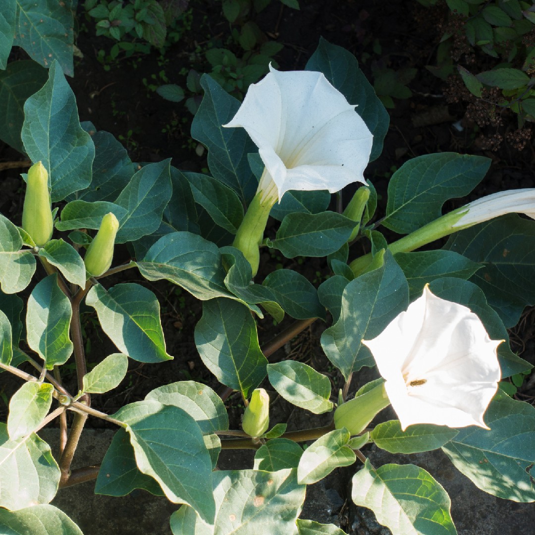 ケチョウセンアサガオ Datura Innoxia 花言葉 毒性 よくある質問 Picturethis ケチョウセンアサガオ Datura Innoxia 花言葉 毒性 よくある質問 Picturethis