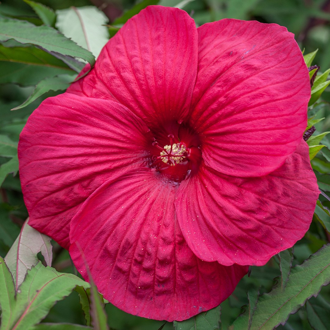 Wie dnge ich meine Riesen-Hibiskus 'Fireball'? - PictureThis