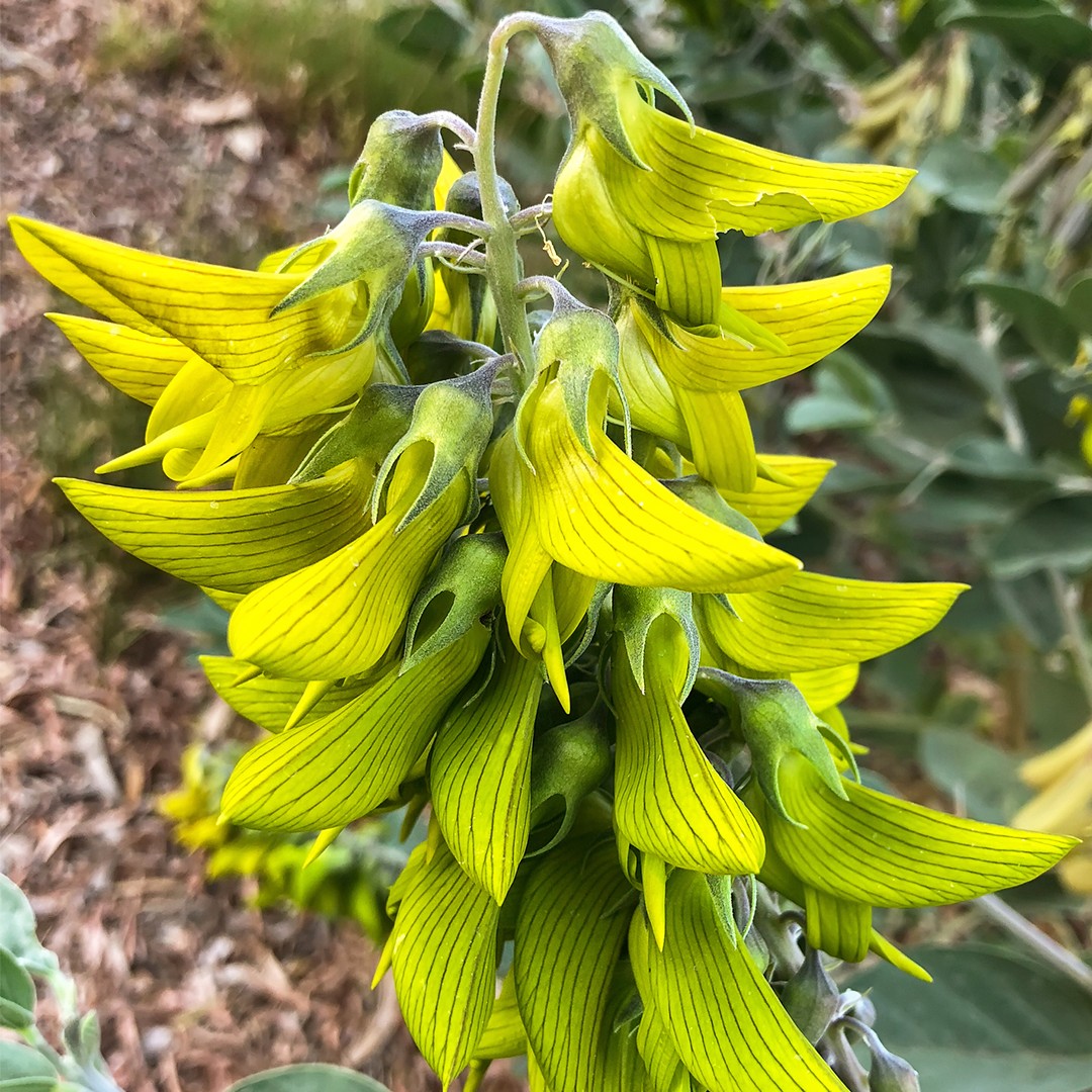 Crotalaria PictureThis