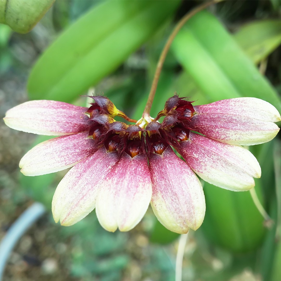 豆蘭屬 (Bulbophyllum)