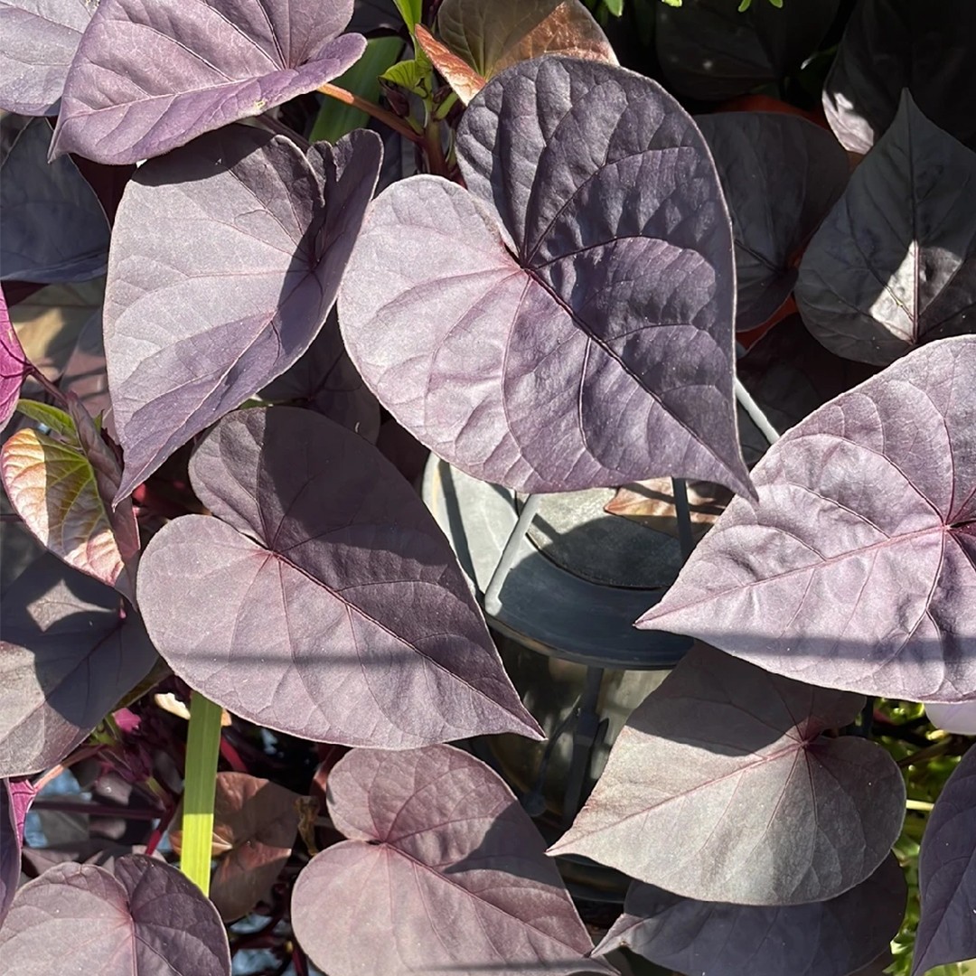 How to Grow and Care for Sweet Potato Vine 'Sweet Caroline Light Green', image size:1080x1080