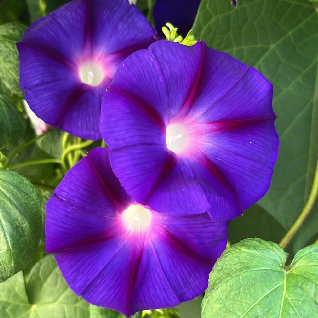 What should I do if I water my Common morning glory 'Grandpa Ott's' too