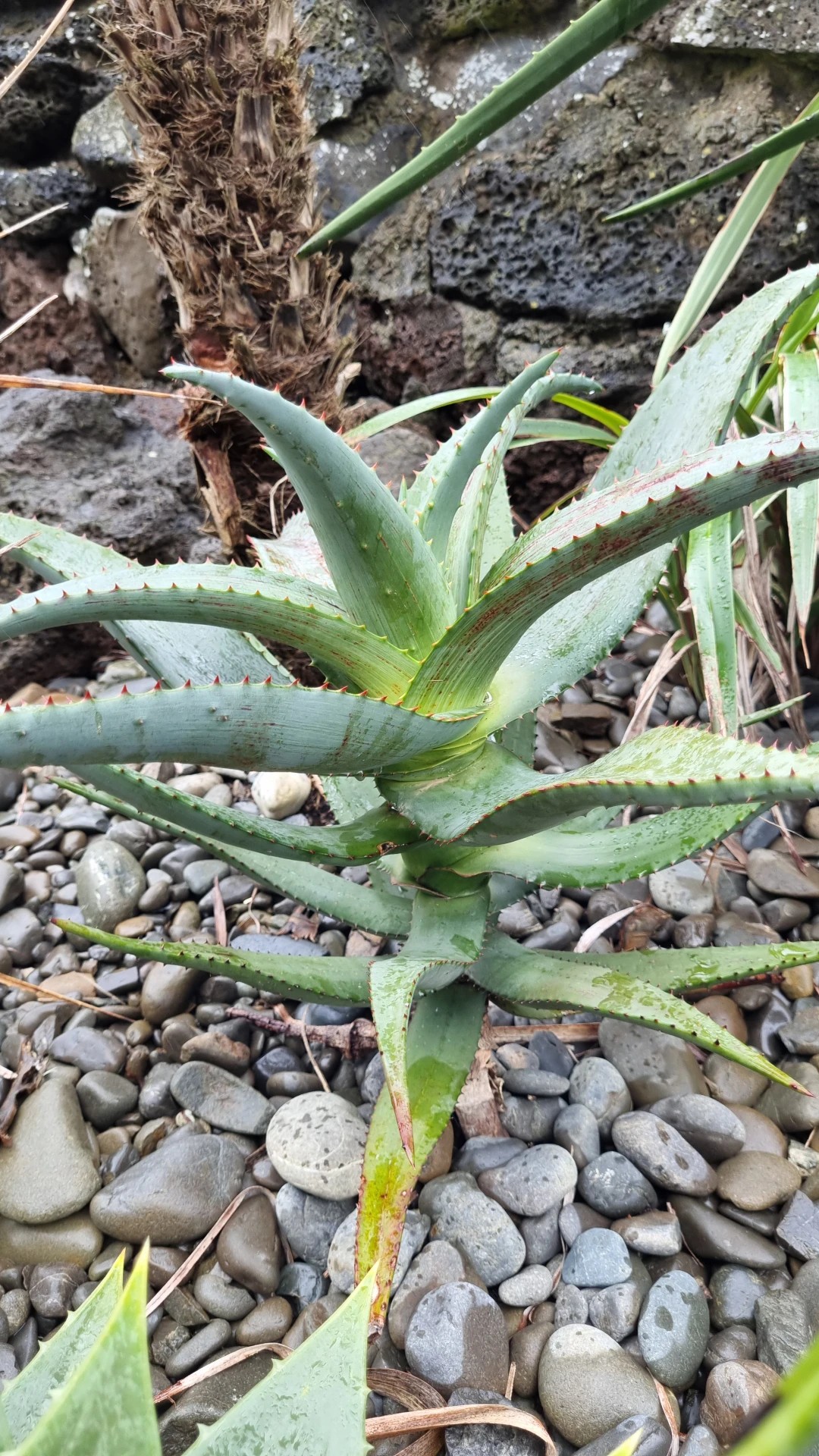 How to Grow and Care for African aloe