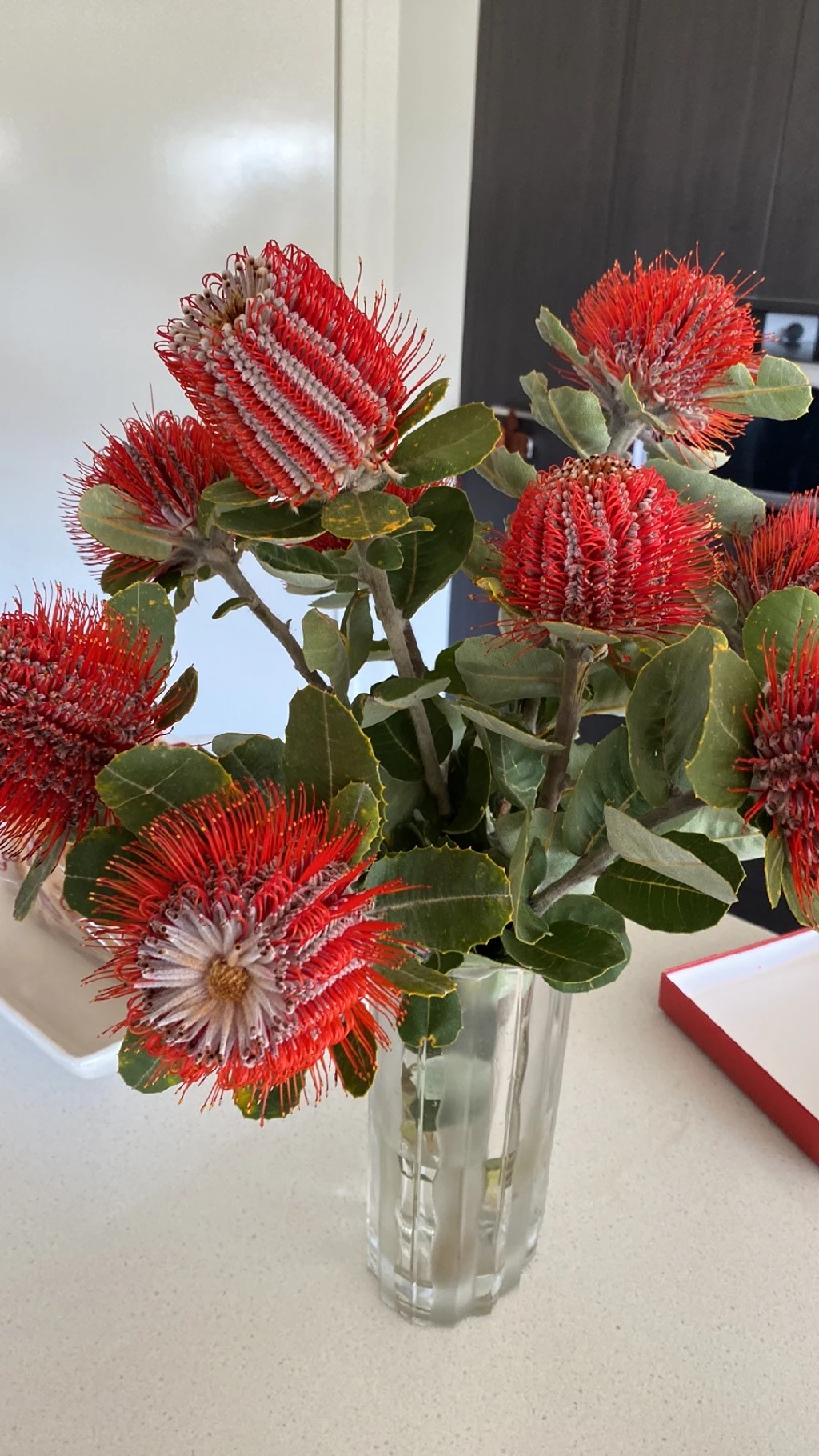 How to Grow and Care for Firewood banksia