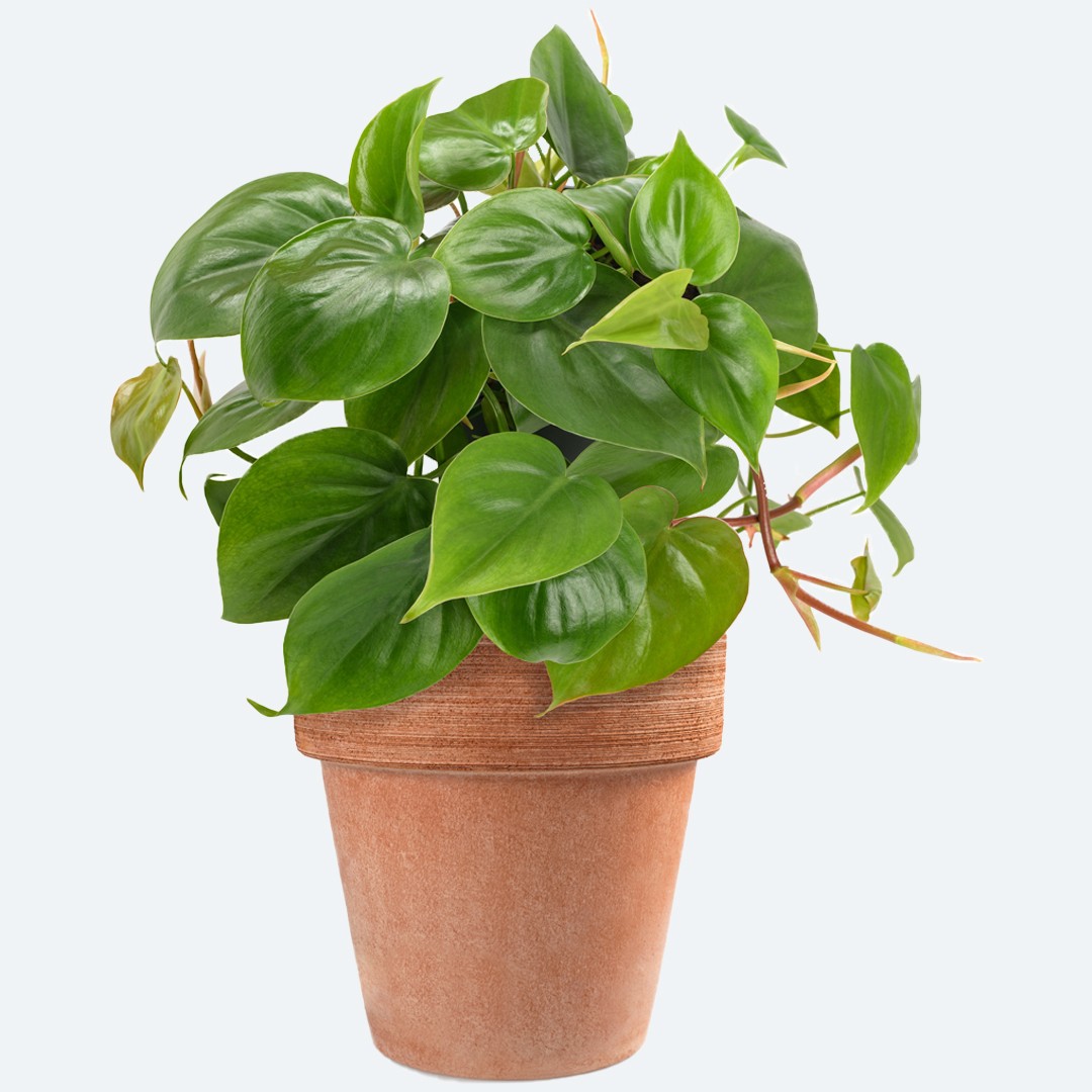 Herzblttriger Philodendron (Philodendron cordatum) - PictureThis