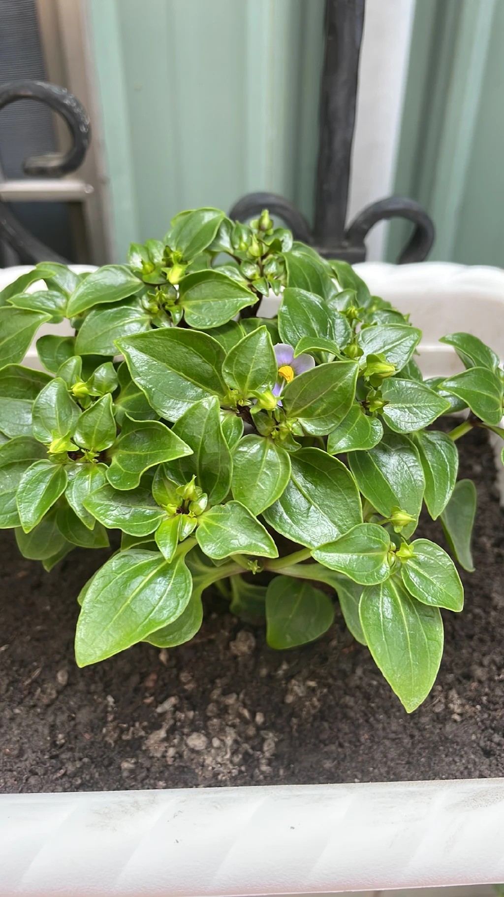 So identifizierst du Blaues Lieschen (Exacum affine)