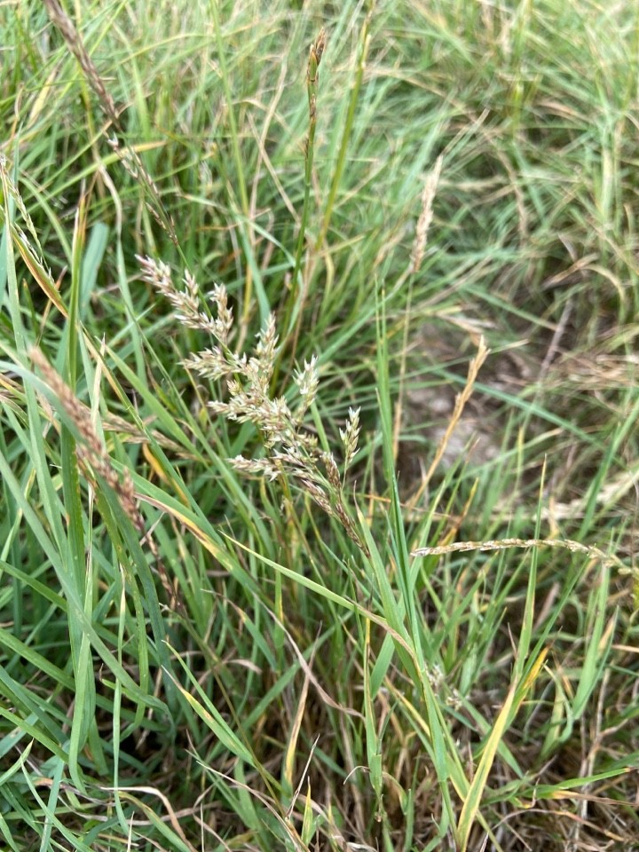 Wie man Flechtstraugras anbaut und pflegt