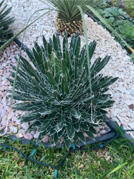 Wie man Gewinde-agave anbaut und pflegt