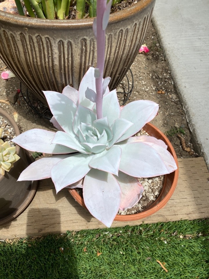 クニさぁ様 多肉植物♡カンテ 小苗３個 多肉植物♡カンテ 小苗3個 - メルカリ