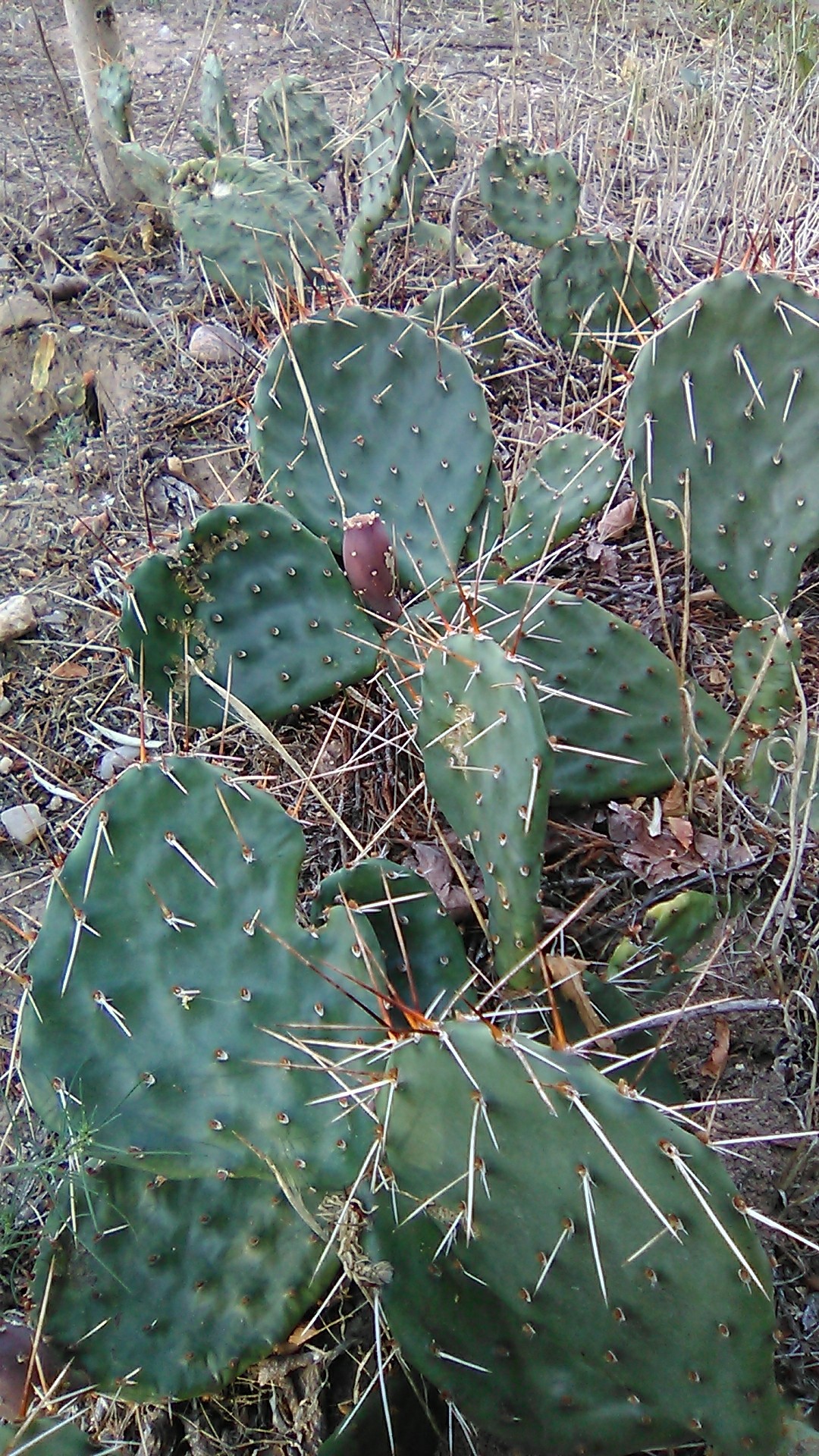 Opuntia macroriza20cm 新芽あり 訳あり商品 Opuntia macroriza20cm 新芽あり SEINet - AZ/NM Node