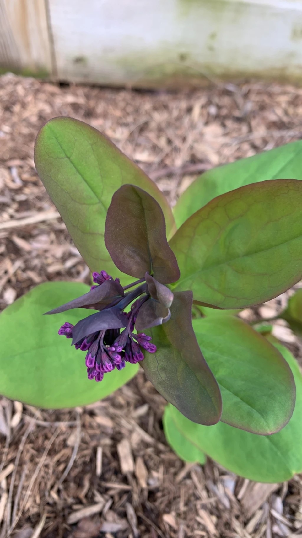 バージニア・ブルーベルの判定方法 (Mertensia virginica)