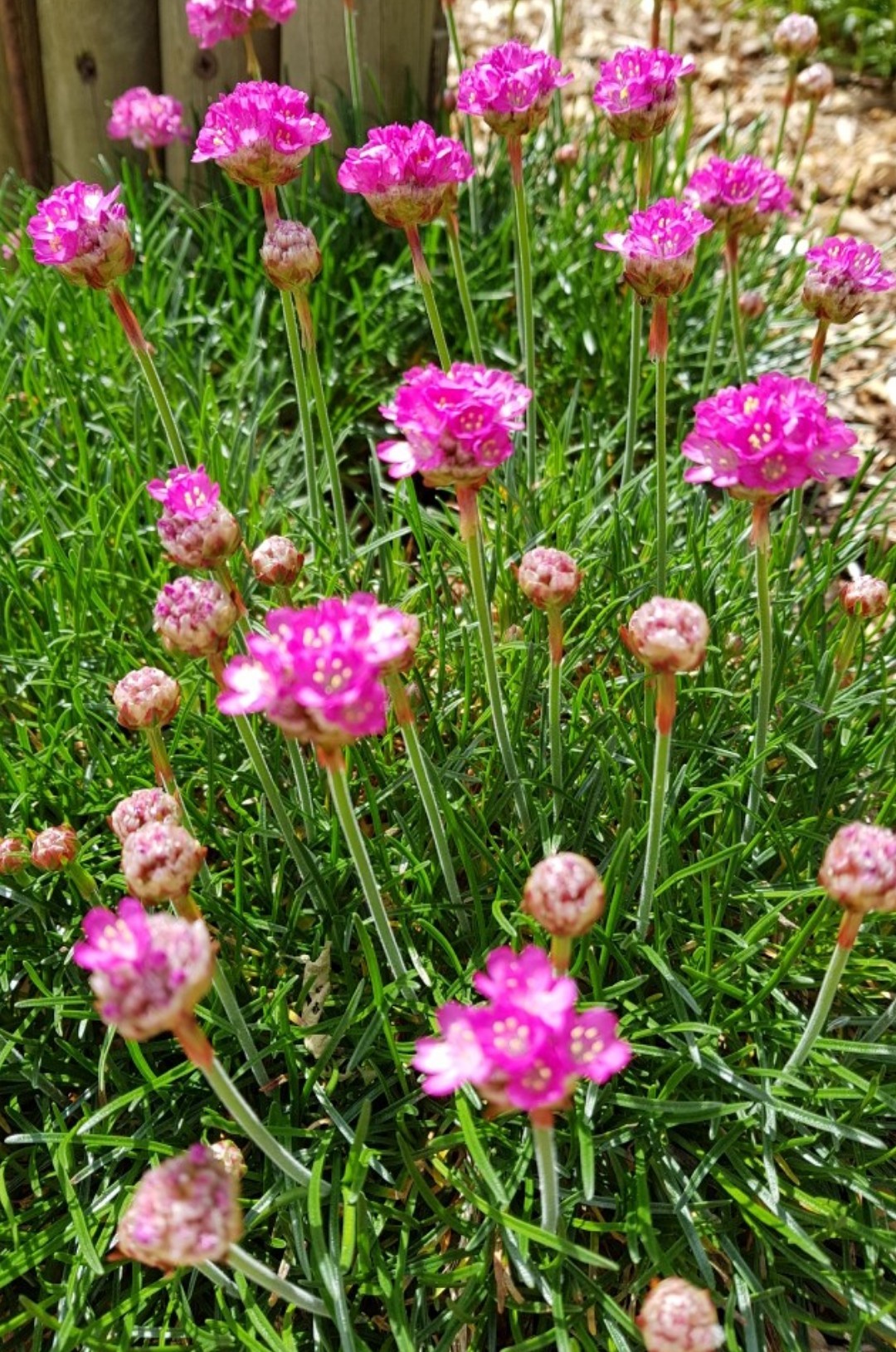 Splendens Armeria maritima 'Splendens' - PictureThis