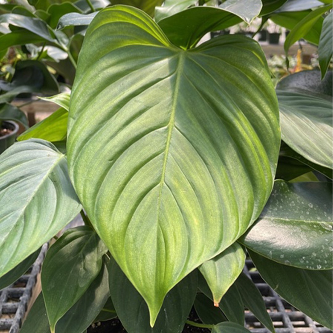 喜林芋屬 (Philodendron)