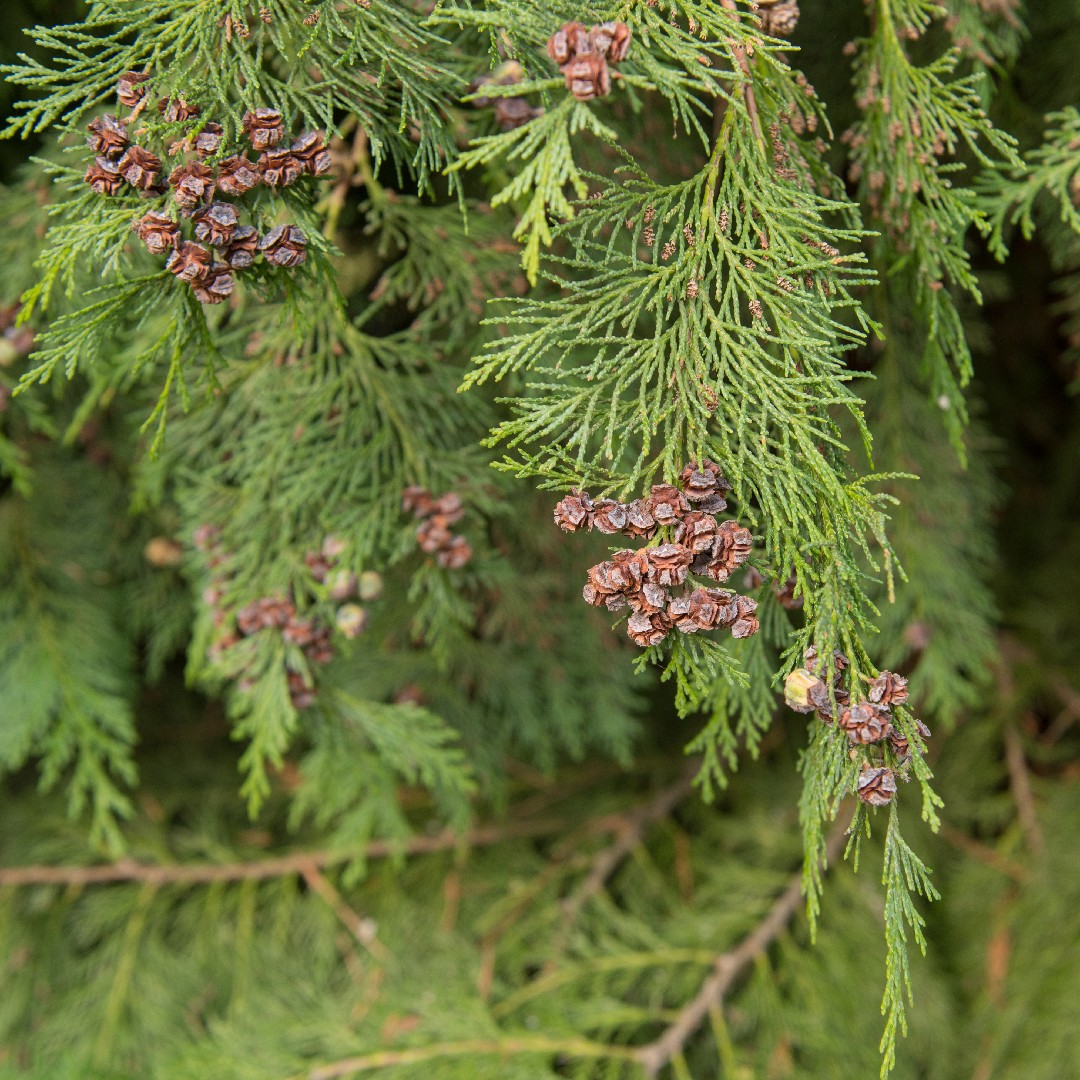 lawson-s-cypress-chamaecyparis-lawsoniana-picturethis