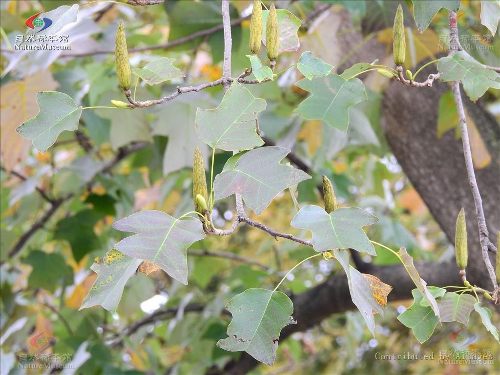 ユリノキ属 Liriodendron 花言葉 学名 よくある質問 Picturethis