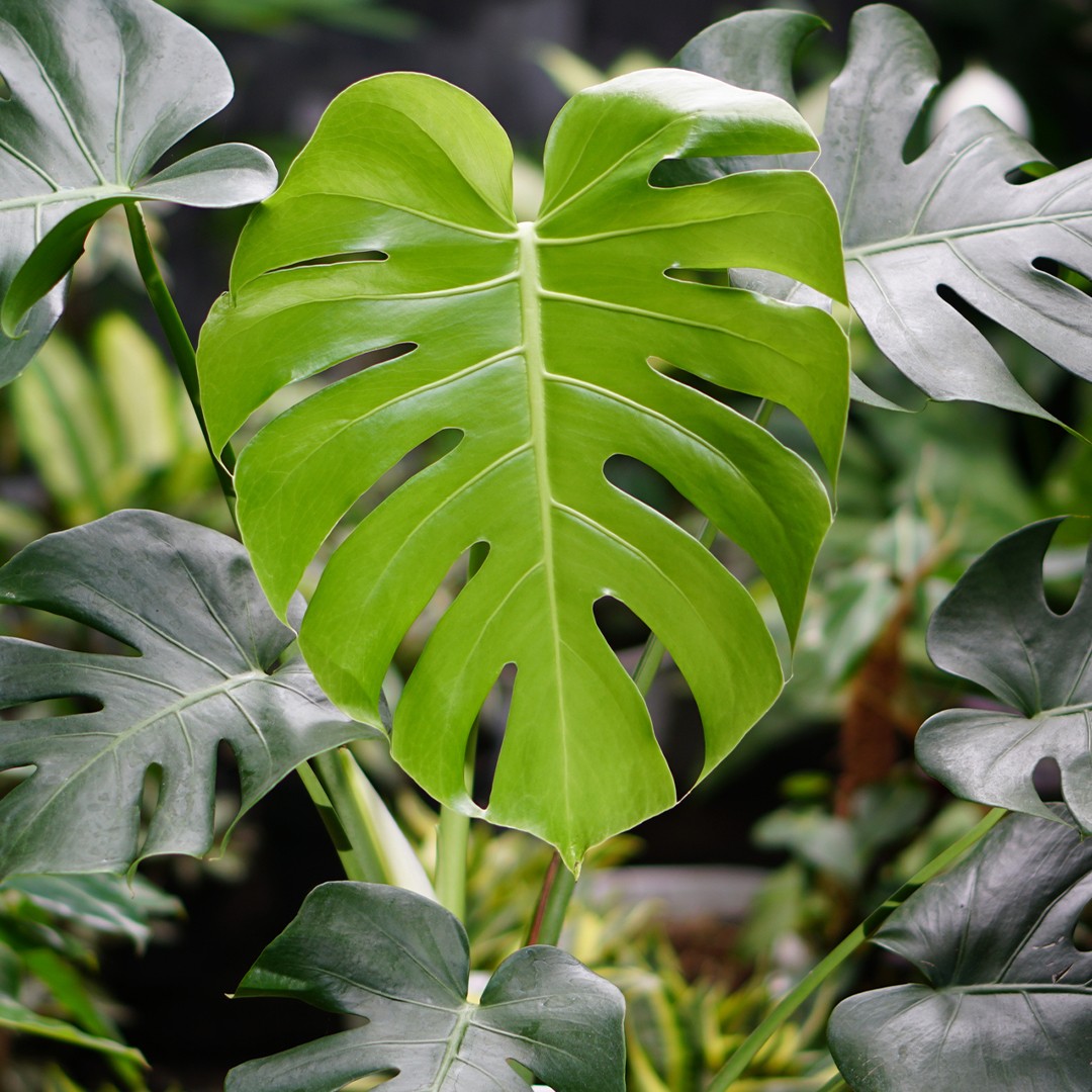 Monstera Deliciosa Cutting RARE FRUIT Bearing GIANT Mature Plant,  Guaranteed Over 2 Inches Thick Double Nodes New Leaves Fenestrated 