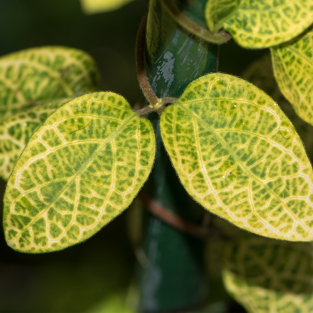 Japanese honeysuckle 'Aureoreticulata' (Lonicera japonica 'Aureoreticulata')  - PictureThis