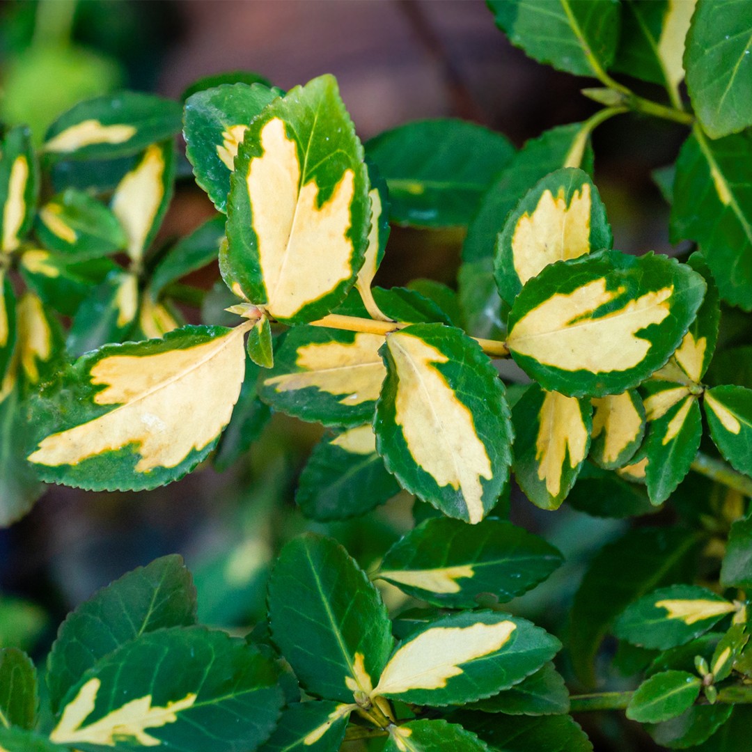 How to Grow and Care for Wintercreeper 'Interbolwi'
